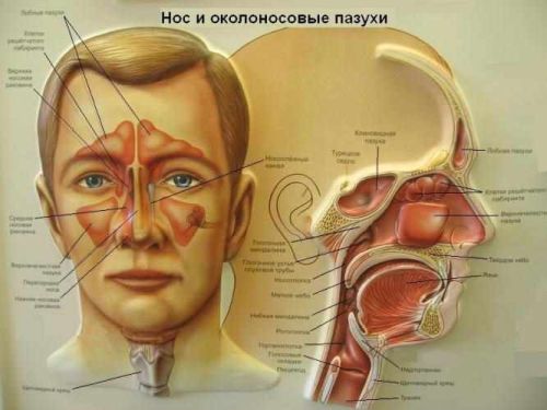 резонаторы голос дикторский голос